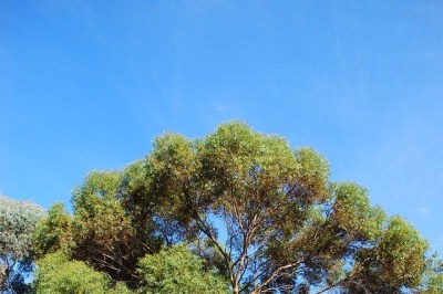 Para surpresa geral, o ouro 'nasce' nas árvores da Austrália.Pelo menos é o que garantem os cientistas da Organização de Pesquisa Científica e Industrial de Commonwealth (CSIRO), em um estudo publicado na revista 'Nature Communications'.  -  (crédito: Sydney Oats/Wikimedia Commons)