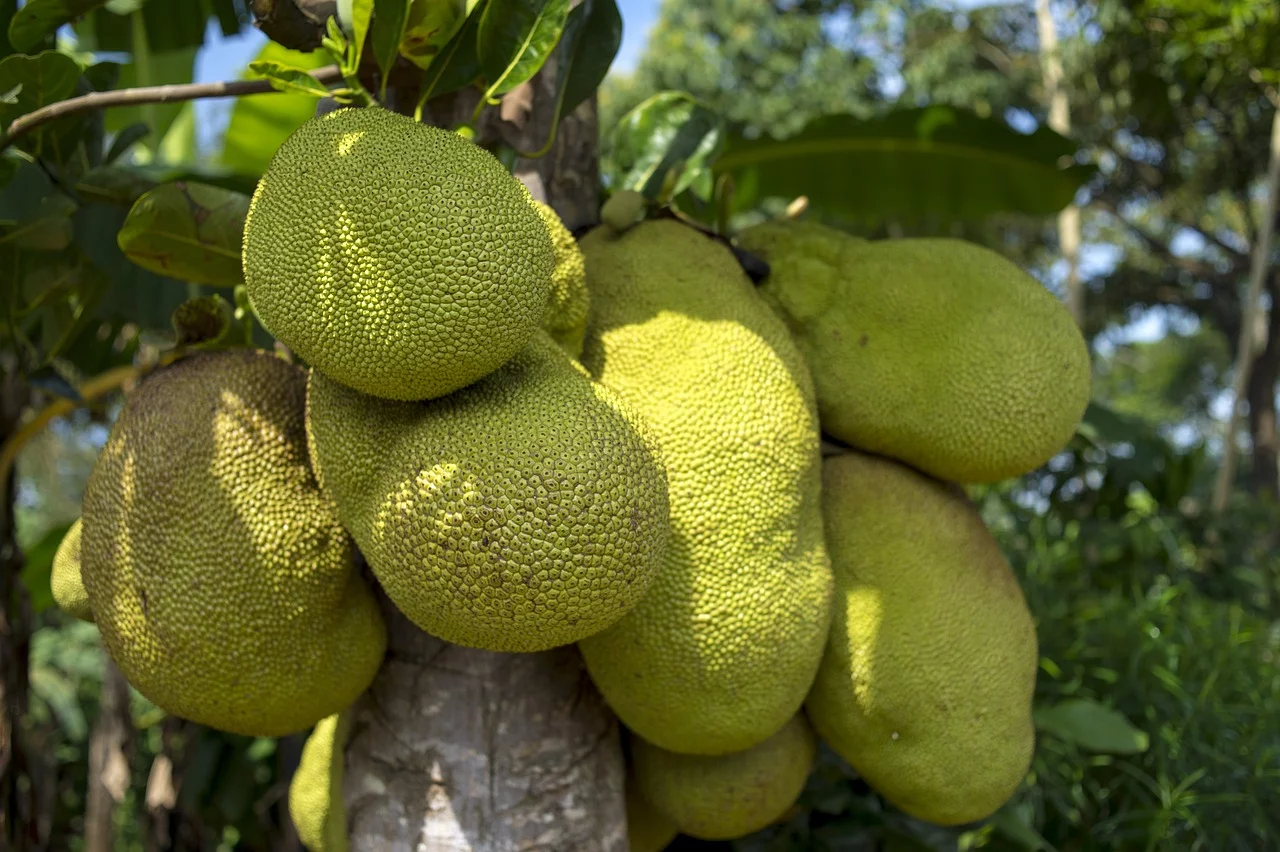 Considerada a maior fruta de árvore do mundo, já que atinge 35 kg, a jaca é rica em nutrientes que trazem benefícios importantes para a saúde. Cultivada em regiões tropicais, ela se espalhou pelo Brasil após a chegada dos portugueses e trouxe sabor à culinária nacional.  -  (crédito: Imagem de Reinout Dujardin por Pixabay
)