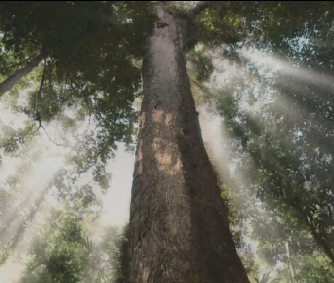 O jequitibá - árvore nativa da Mata Atlântica brasileira - chama atenção pela beleza e pela imponência. E ganhou ainda mais destaque recentemente devido ao remake da novela 'Renascer', exibida na TV Globo. -  (crédito: Reprodução de cena Novela Renascer)