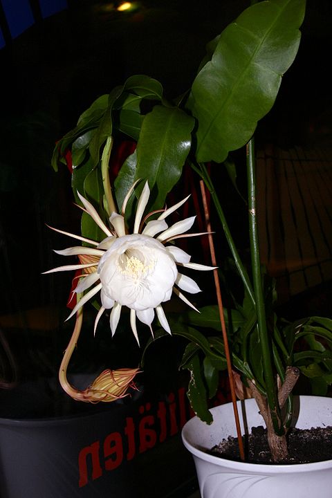 Cacto Orquídea - Planta originária do México, ganhou esse apelido porque brota nos troncos de árvores. Mas, apesar de se chamar cacto, não gosta de regiões áridas. Floresce na sombra e na umidade. 