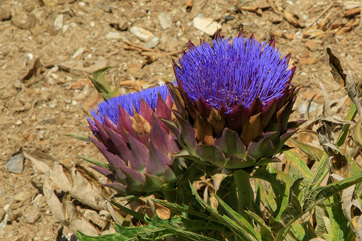 Cardo Roxo - Floresce na Europa, Ásia Ocidental e Norte de África. Durante o primeiro ano permanece sob a forma de roseta de folhas basilares, só desenvolvendo o caule e florescendo no segundo ano.