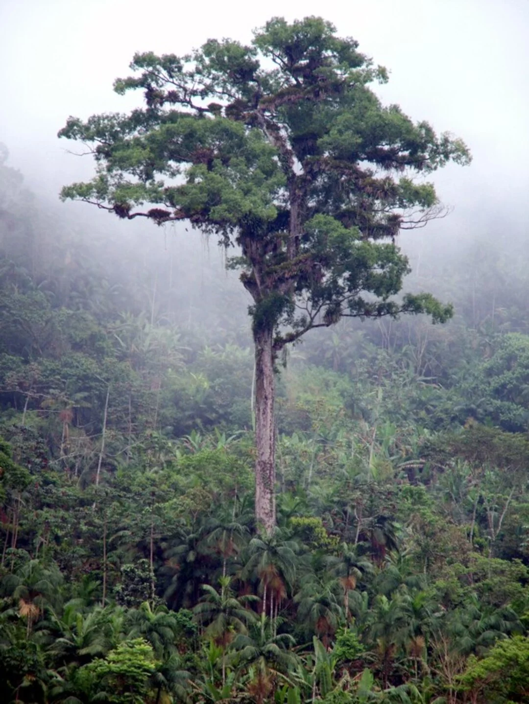 Devido à exploração ilegal em florestas, o jequitibá tem sido uma das espécies prejudicadas. O jequitibá-rosa e o jequitibá-cravino, cobiçados para a fabricação de móveis, estão sob risco de extinção. (Na foto, um jequitibá no Caminho do Ouro, no RJ)