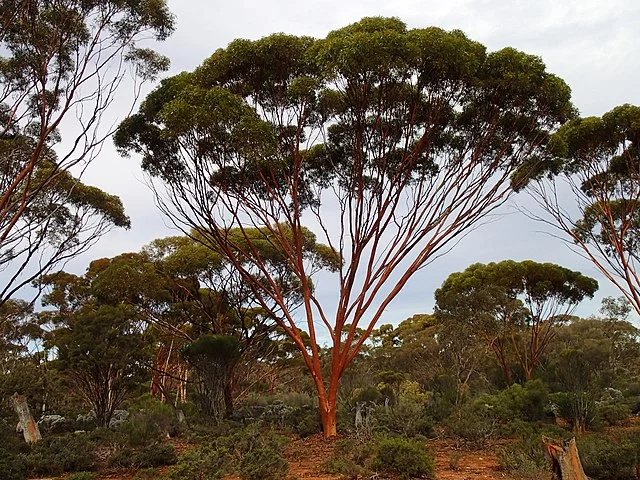 Os pesquisadores revelaram que certas árvores de eucalipto, na região de Kalgoorlie, têm a capacidade de absorver partículas microscópicas de ouro do solo por meio de suas raízes.