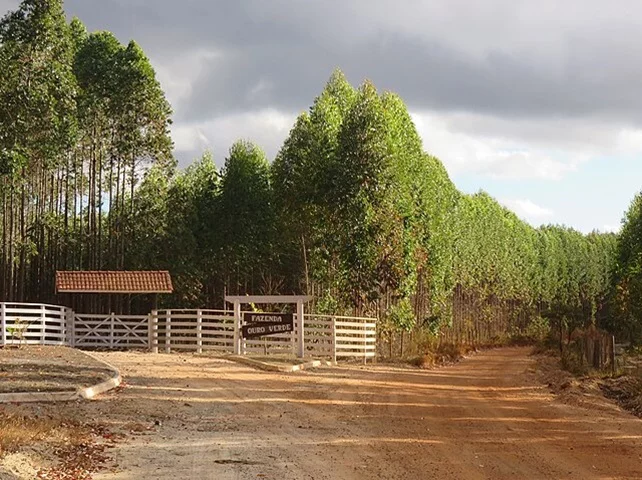 Isso, na prática, significa uma nova perspectiva de exploração mineral, sendo as árvores aliadas importantes na busca por depósitos de ouro e outros minerais.