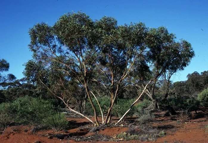 A cidade de Kalgoorlie-Boulder, na Austrália, foi fundada em 1893 justamente na corrida do ouro na região de Goldfields-Yilgarn e está localizada a 595 km da capital do estado Perth. 