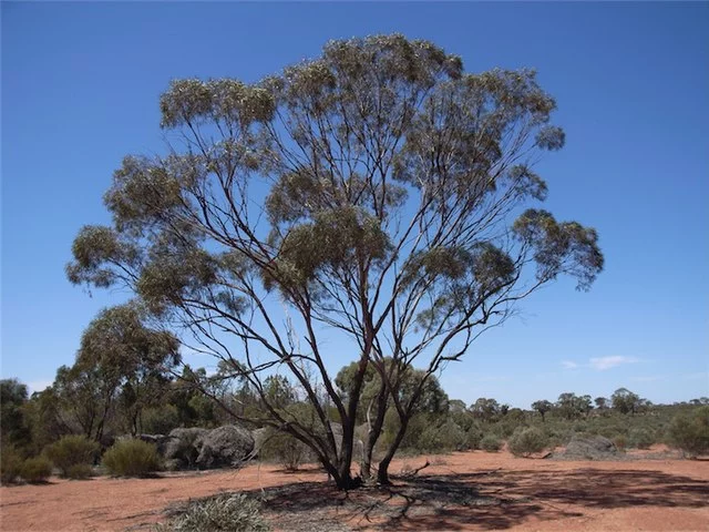 Eucalyptus é um gênero de plantas com flor da família Myrtaceae, que abriga as espécies conhecidas comumente como 