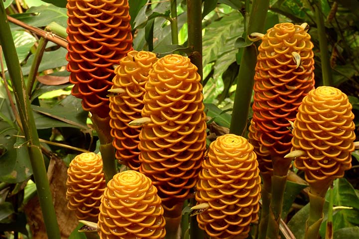 Gengibre Magnífico - Planta tropical, típica das florestas do sul da Tailândia. As hastes ao longo do rizoma (caule que cresce horizontalmente) podem alcançar até 2 metros.