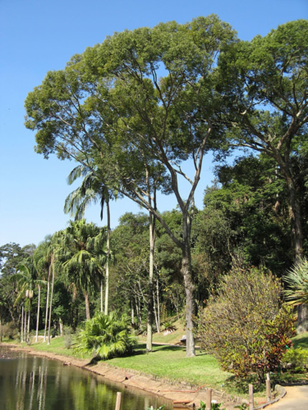 O Jardim Botânico de São Paulo também tem jequitibás (foto) . Fundado em 1928, fica em Água Funda, e foi oficializado como entidade de pesquisa botânica em 1938. Abriga, inclusive, árvores com risco de extinção.