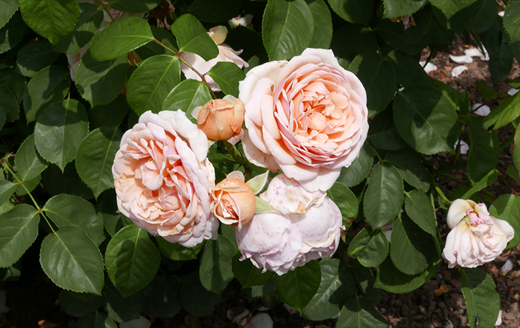 Rosa Juliet - Essa Ã© a flor mais cara do mundo. Foi desenvolvida em 2006 pelo criador de rosas David Austin. Ã?, portanto, uma flor  que exigiu pesquisa em laboratÃ³rio, ao custo de R$ 21 milhÃµes. Feita a partir da combinaÃ§Ã£o de flores naturais, tem muitas pÃ©talas, na cor pÃªssego. 