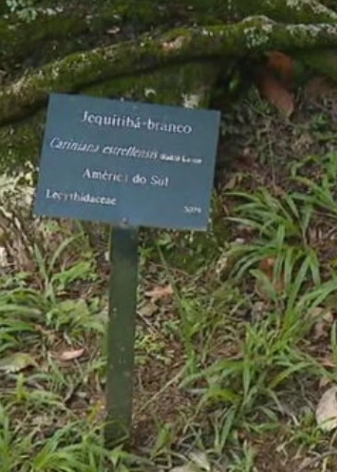 O Jardim Botânico do Rio de Janeiro, na zona sul carioca, chegou a criar um tour por uma trilha na área verde, passando por 20 exemplares de jequitibá, o mais alto deles com 31 metros.