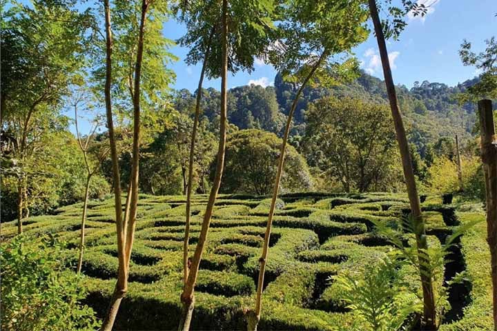 O parque foi idealizado pelo engenheiro agrônomo e paisagista Walter Vasconcellos, nascido em Campos do Jordão. Após viajar por dezenas de parques e jardins da Europa, Estados Unidos e Canadá, no dia 25 de agosto de 2007, ele criou o Amantikir.