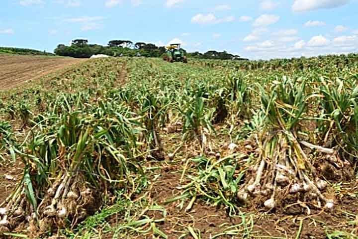 Ele consta na lista de alimentos funcionais do Ministério da Saúde, por ser rico em sulfetos alílicos, que fortalecem o sistema imunológico e contribuem para reduzir o risco de câncer de cólon.