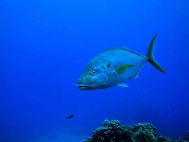 Aquecimento global coloca em risco peixe mais caro do mundo