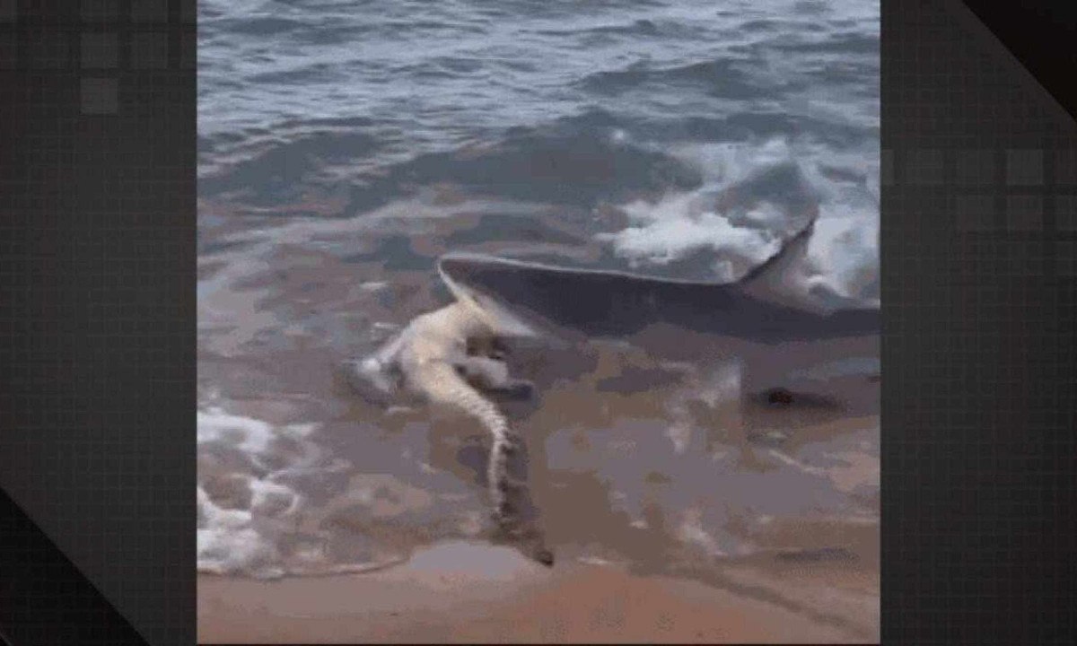 Tubarão, em água rasa, alcançou o crocodilo debilitado -  (crédito: Reprodução/Dailymotion)