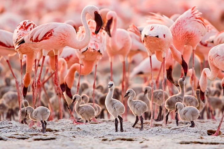 A água tem composição química tão rara que petrifica os animais que entram nela. Os únicos seres que vivem nas proximidades são os flamingos, que se alimentam de cianobactérias que dão o pigmento vermelho ao lago (e aos animais).