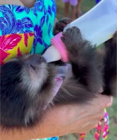 O magistrado determinou a devolução da macaca-prego Anne à família, destacando que ela é bem cuidada, conforme laudo veterinário, e que sua transferência para o Cetas poderia prejudicar seu bem-estar. 