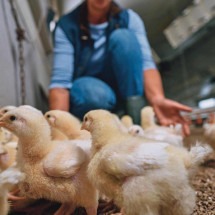 Do campo à mesa: o produtor é a chave para uma ceia segura - DINO