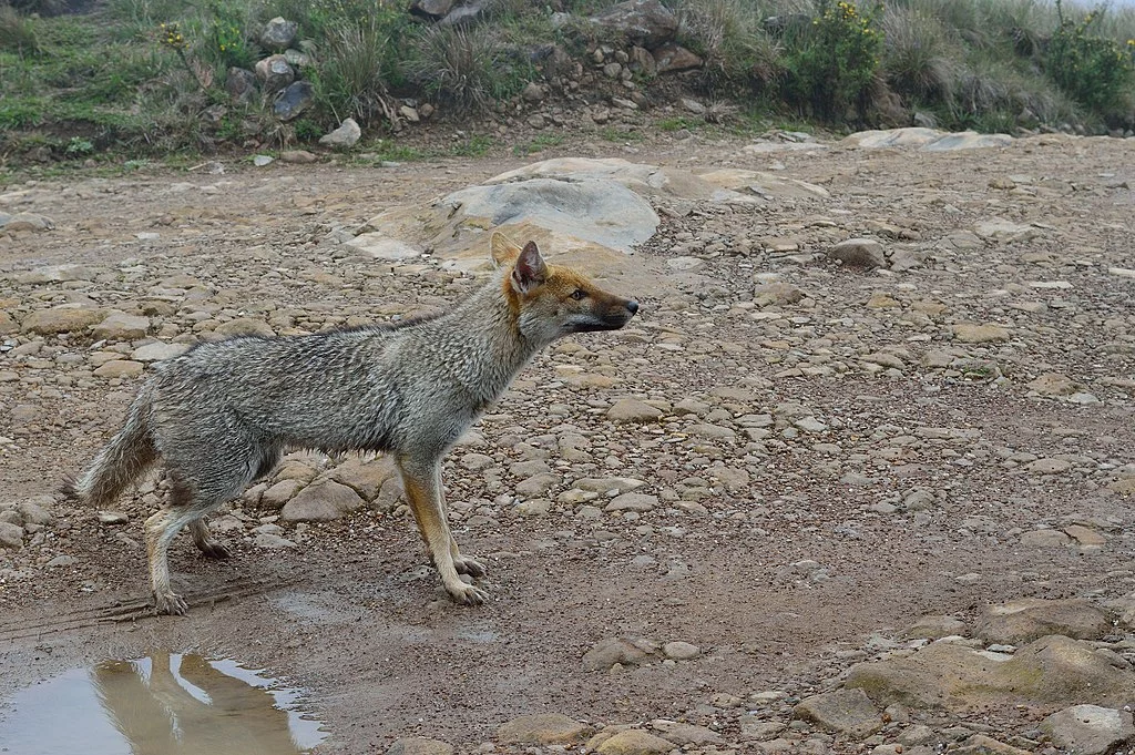 Cruzamento de graxaim-do-campo com cachorro gerou animal híbrido que impressionou pesquisadores - Alexpes wikimedia commons