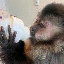 Justiça ordena que Ibama devolva macaca criada por família do DF - reprodução