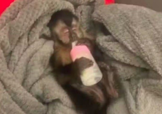 A família criava Anne como animal de estimação desde fevereiro/24. 
