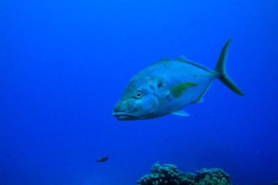 Parte da família dos peixes com maior valor comercial do mundo, o atum está correndo sérios riscos por causa das mudanças climáticas.  -  (crédito: Bruno - Flickr)