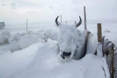 Uma das raças mais raras de gado no mundo vive na Sibéria e se destaca por resistir bravamente a temperaturas extremamente baixas.  É o gado yakutiano, ou Sakha Yatki. -  (crédito: Divulgação)