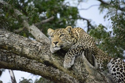 Animais como búfalos, elefantes, leões, rinocerontes e leopardos se destacaram ao longo dos anos como os 'Grande Cinco'. No entanto, com o passar do tempo, foram ameaçados de extinção. Os Panthera pardus, por sua vez, convivem com uma configuração diferente na Zâmbia. -  (crédito: Imagem de Nicola Stockton por Pixabay

)