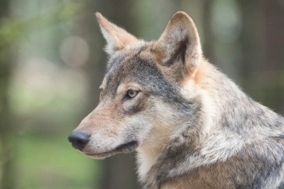 Uma pesquisa publicada na revista científica 'Communications Biology' apontou alterações no comportamento dos lobos quando eles são infectados pelo parasita Toxoplasma gondii. -  (crédito: M. Zonderling Unsplash)