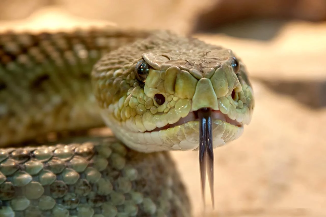 Muitas pessoas têm pavor de pensarem em uma cobra. A situação fica ainda mais assustadora se o animal for uma das mais venenosas do mundo, que é o caso de algumas espécies como a Cascavel e a Mamba Negra. Confira outras espécies: -  (crédito: foto rabe pixabay)