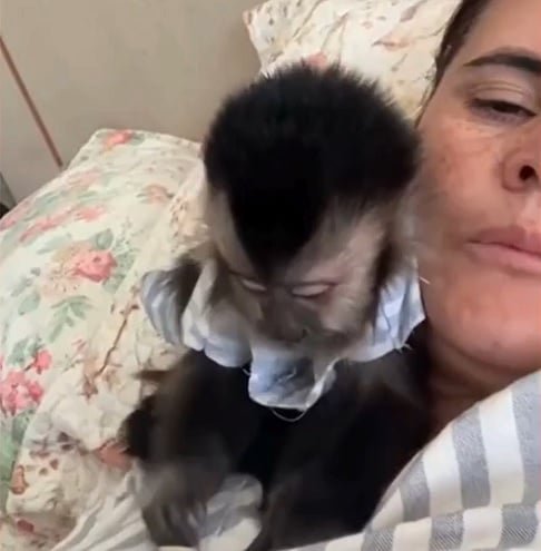 Além disso, o magistrado ressaltou que a espécie não está em risco de extinção e reconheceu o papel de suporte emocional da macaca para a tutora, que enfrenta ansiedade e depressão.