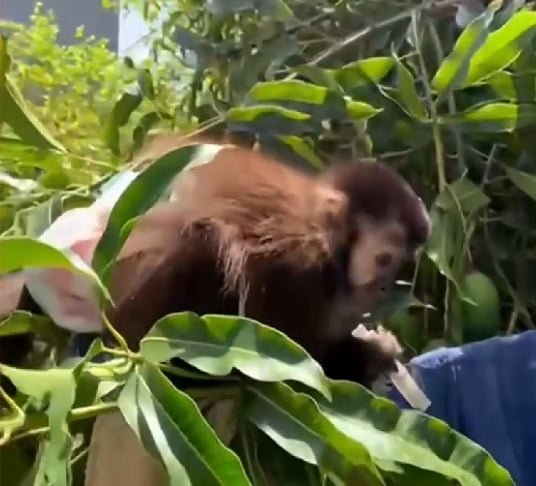 A convivência entre humanos e animais é antiga, e muitos foram domesticados ao longo do tempo, enquanto outros permaneceram selvagens.