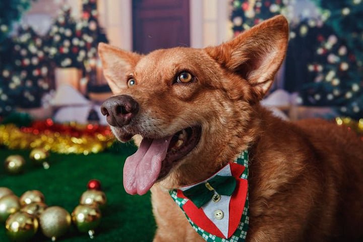 Curiosidade número 10: A maneira como os cachorros nos enxergam é bem diferente da nossa. Isso porque quando eles estão olhando a paisagem, nós, ou qualquer imagem, os cães enxergam as cores em uma escala de azul e amarelo.-Divulgação /Vale