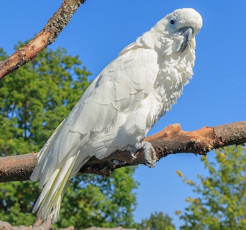 Os cuidados com animais silvestres ou exóticos variam conforme a espécie. Aves, por exemplo, precisam de viveiros espaçosos para voos curtos, enquanto cágados requerem pequenos lagos para se refrescar.