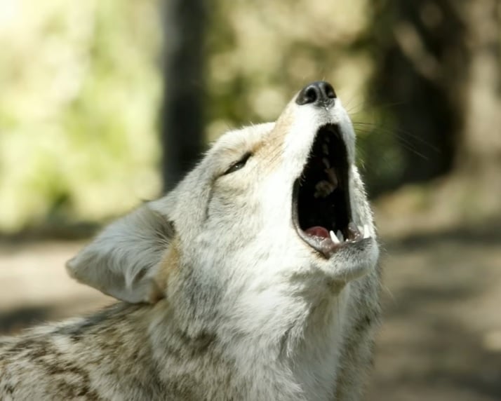 Curiosidade número 5: Uma maneira de representar um cachorrinho em desenhos animados é com os uivos, já que é comum eles  terem esse hábito. O motivo disso: a frequência e o timbre do uivo podem ser ouvidos por outros cães de muito longe. 