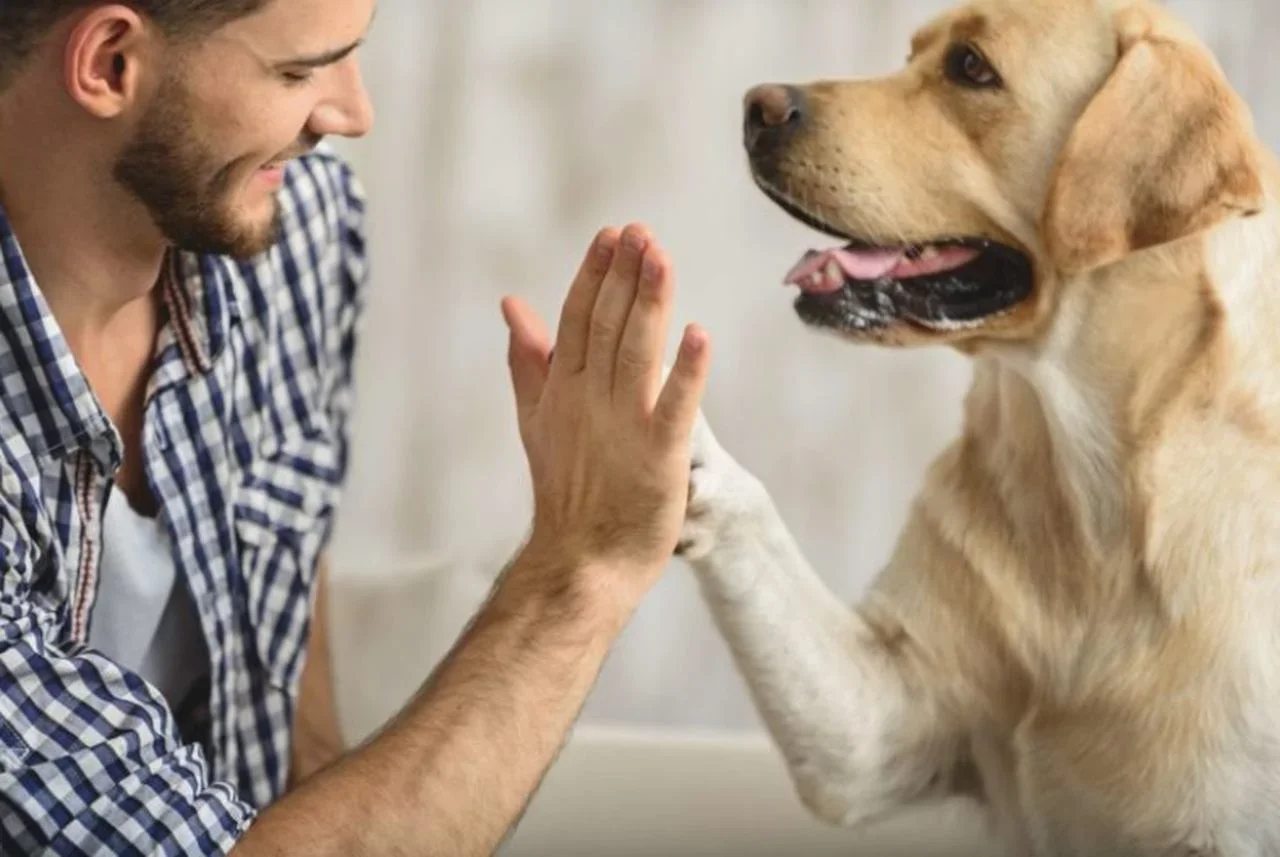 Você tem um cachorro? Hoje em dia é comum encontrar pessoas que têm um pet e, por isso, saber mais sobre eles é uma ótima forma de melhorar a conexão com o animal. Confira curiosidades sobre os cães:-Divulgação