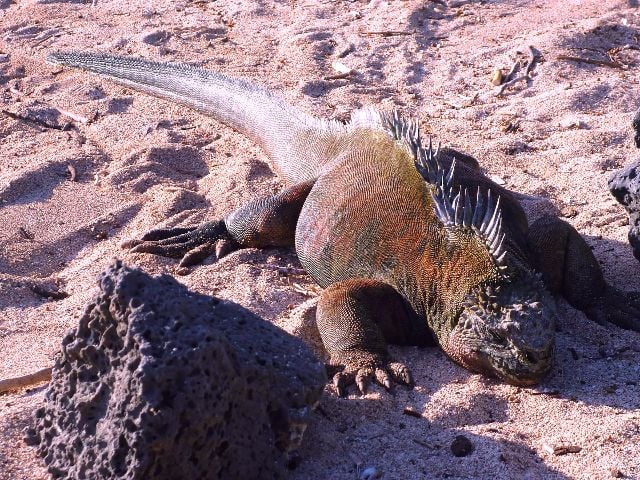 Galápagos (Equador) - O Arquipélago de Colón (nome oficial) fica no Oceano Pacífico, a 1.000 km da costa da América do Sul. Faz parte do Equador. São dezenas de ilhas de origem vulcânica, habitat de espécies endêmicas, como as tartarugas. É uma reserva de vida selvagem que inspirou a Teoria da Evolução de Charles Darwin. 