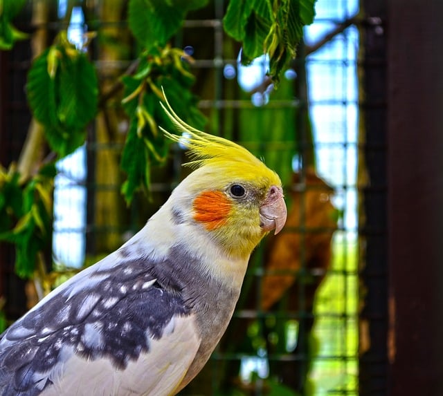 Apesar de cães e gatos serem comuns nos lares brasileiros, algumas pessoas preferem ter animais silvestres como pets. Entenda melhor sobre o tema a seguir!