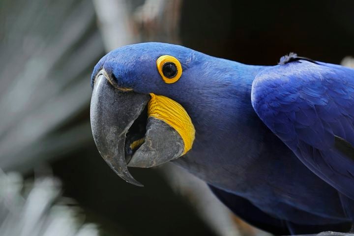 Algumas das espécies silvestres — e exóticas — mais comuns procuradas no Brasil incluem: papagaio; sagui; arara-azul (foto); cacatua; jabuti; calopsita; 