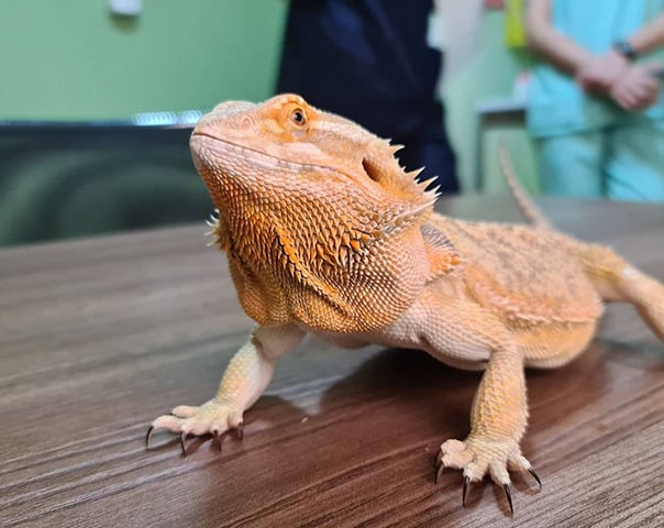 Animais silvestres diferem dos domésticos por não terem passado pelo processo de domesticação e adaptação ao convívio humano, como cães e gatos.