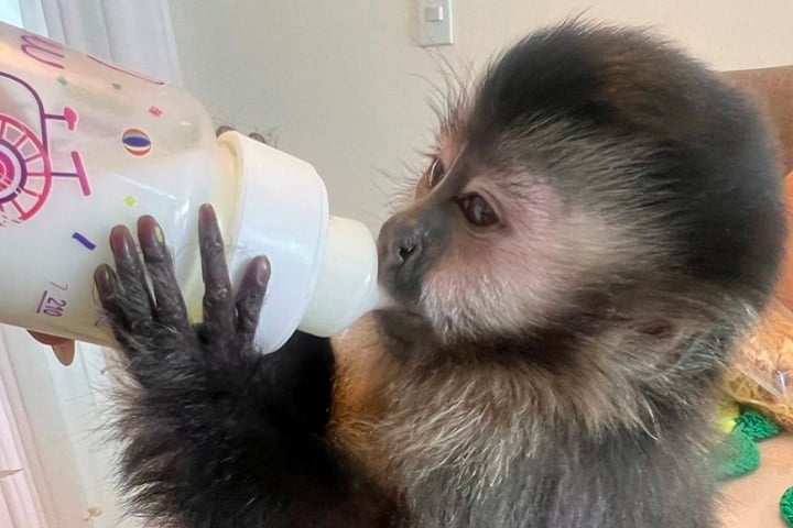 Justiça ordena que Ibama devolva macaca criada por família do DF