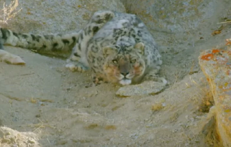  Leopardo da Neve - Um predador extremamente hábil e potente. É dessa forma que é possível descrever um Leopardo da Neve, que consegue se esconder das suas presas já que seus pelos se misturam facilmente com o ambiente de montanhas e neve, nas altitudes da Ásia Central. Costuma se alimentar de ovelhas e cavalos. 