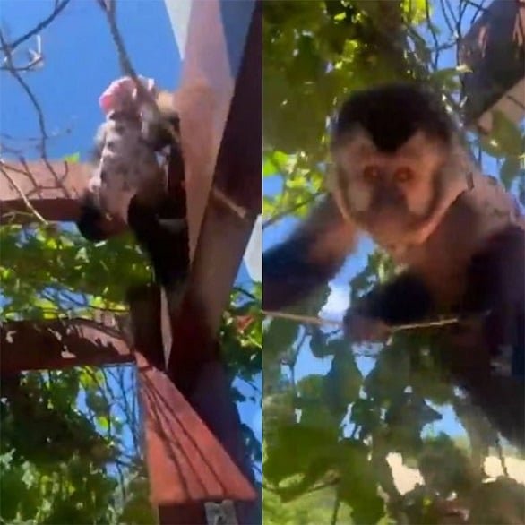 A família, que adquiriu o filhote de um criadouro de Santa Catarina por R$ 30 mil, acionou a Justiça e obteve decisão favorável para a devolução do animal.