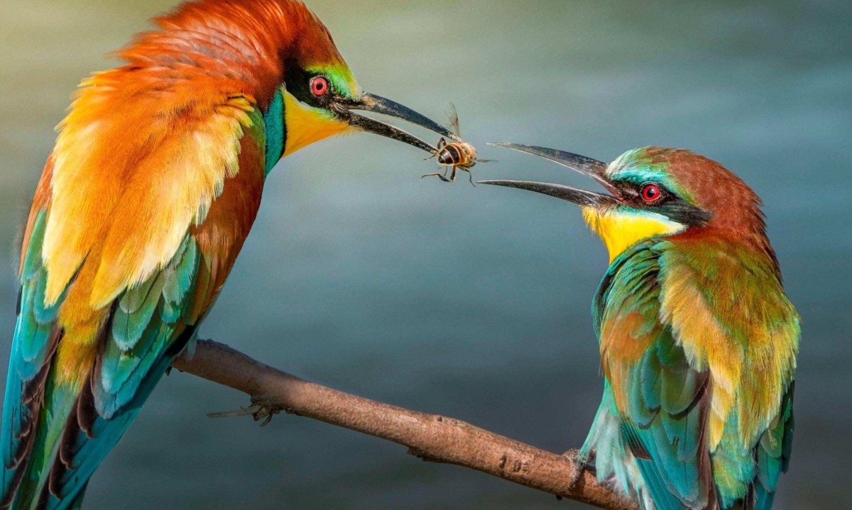 As aranhas de teia de berçário presenteiam potenciais parceiras com presa envolta em seda – e elementos químicos que o tornam mais atraentes -  (crédito: Getty Images)