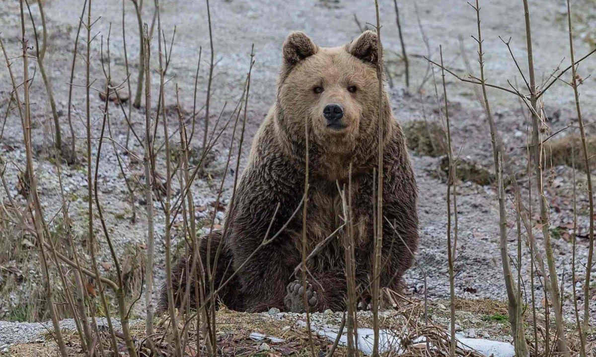 Urso pardo; imagem meramente ilustrativa -  (crédito: Animalia)