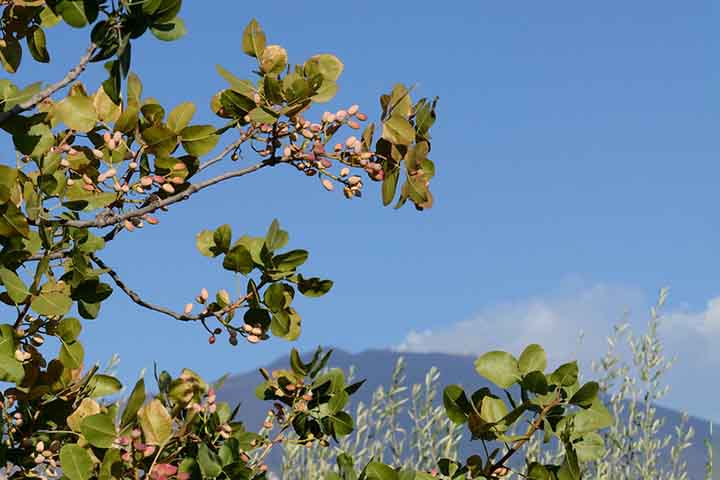 Além disso, se consumido com moderação, o pistache auxilia na perda de peso, pois é rico em proteínas e tem poucas calorias e produz saciedade. 