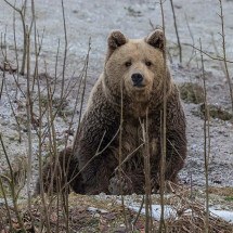 Homem encontra urso na sala de sua residência no Japão - Animalia