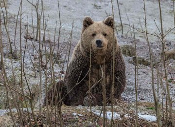 Urso pardo; imagem meramente ilustrativa -  (crédito: Animalia)