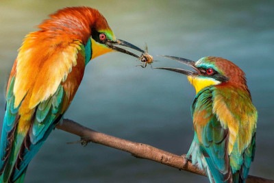 As aranhas de teia de berçário presenteiam potenciais parceiras com presa envolta em seda – e elementos químicos que o tornam mais atraentes -  (crédito: Getty Images)