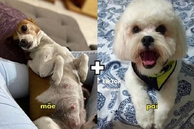 Recentemente, fizeram sucesso nas redes sociais postagens com o resultado do cruzamento de uma pinscher mestiça com um lhasa apso também não puro, que deram origem a dois filhotes com pelos de 'arame farpado'. -  (crédito: Reprodução/Redes Sociais)