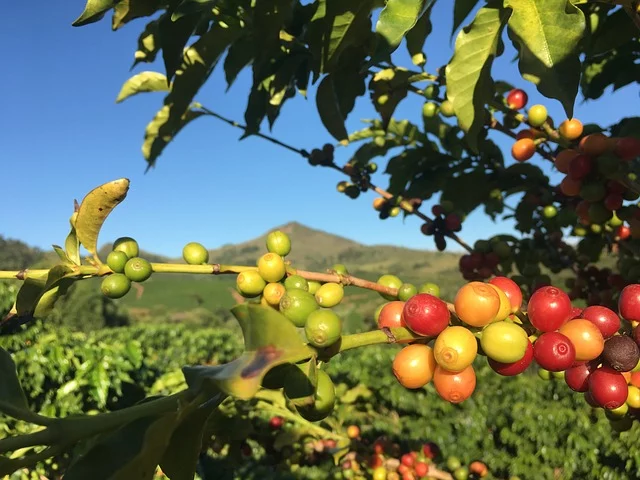 Além do tipo de café, o ponto de maturação e o tipo de torra dos grãos também incidem no aroma e no sabor. Na produção de cafés extrafortes e tradicionais, sementes maduras de café são misturadas com outras que ainda não amadureceram, que passaram do ponto ou que estão quebradas. Daí o gosto mais amargo. 